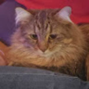 Meet your Posher, Riko